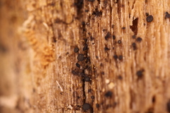 Durella