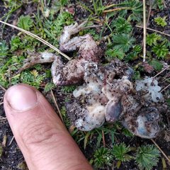 Pristimantis curtipes