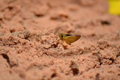 Dalla diraspes