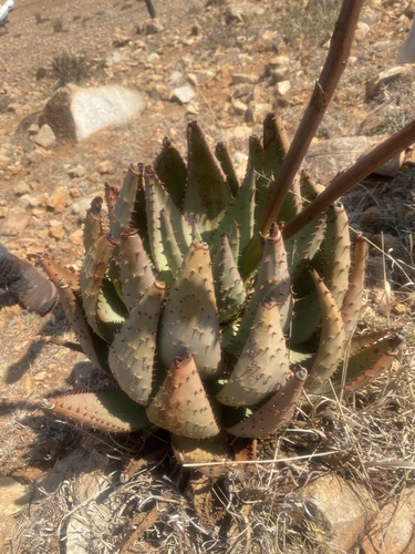 Aloe aculeata, photograph 6