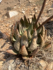 Aloe aculeata, photograph author not stated, no rights reserved