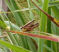 Dichroplus elongatus