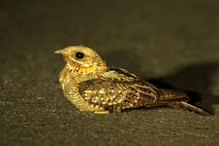 Caprimulgus ruficollis