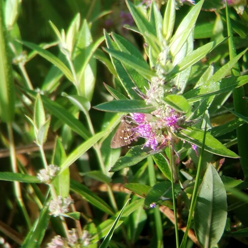 Twin-spot Skipper photo 5