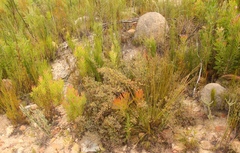 Rafnia capensis capensis