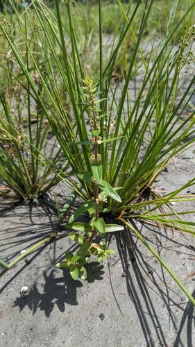 Image of Melastome (Gonostegia pentandra) by (c) Cheng-Te Hsu, some rights reserved (CC BY)