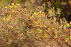 Rafnia capensis capensis