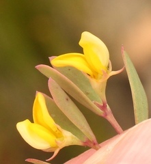 Rafnia capensis capensis