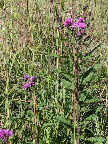 Missouri ironweed (Vernonia missurica)