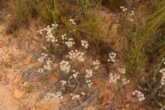 Achyranthemum paniculatum
