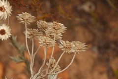 Achyranthemum paniculatum