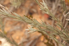 Achyranthemum paniculatum