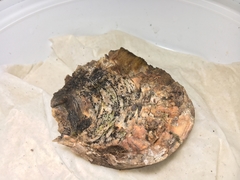 Durella