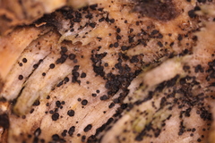 Durella