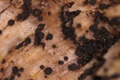 Durella