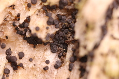 Durella