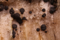 Durella