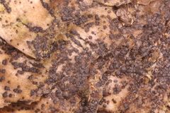 Durella