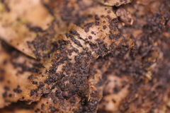 Durella