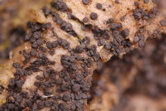 Durella