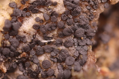 Durella