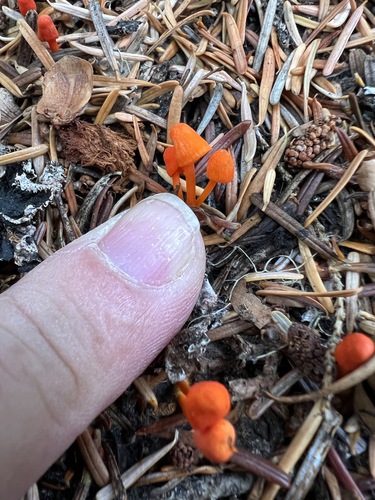 flame bonnet (Mycena strobilinoidea)
