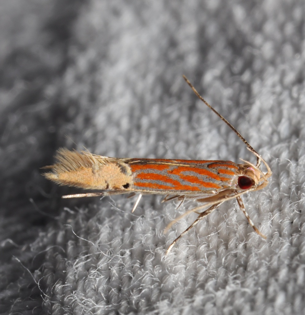 Labdia semicoccinea