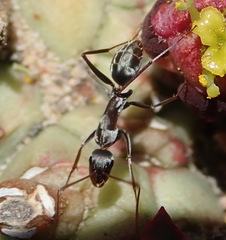 Camponotus vestitus