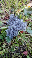 Thaumetopoea herculeana