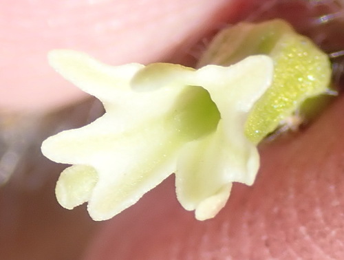 Image of Holothrix pilosa by (c) Nicola van Berkel, some rights reserved (CC BY-SA)