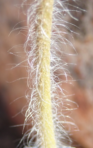 Image of Holothrix pilosa by (c) Nicola van Berkel, some rights reserved (CC BY-SA)