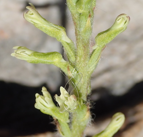Image of Holothrix pilosa by (c) Nicola van Berkel, some rights reserved (CC BY-SA)