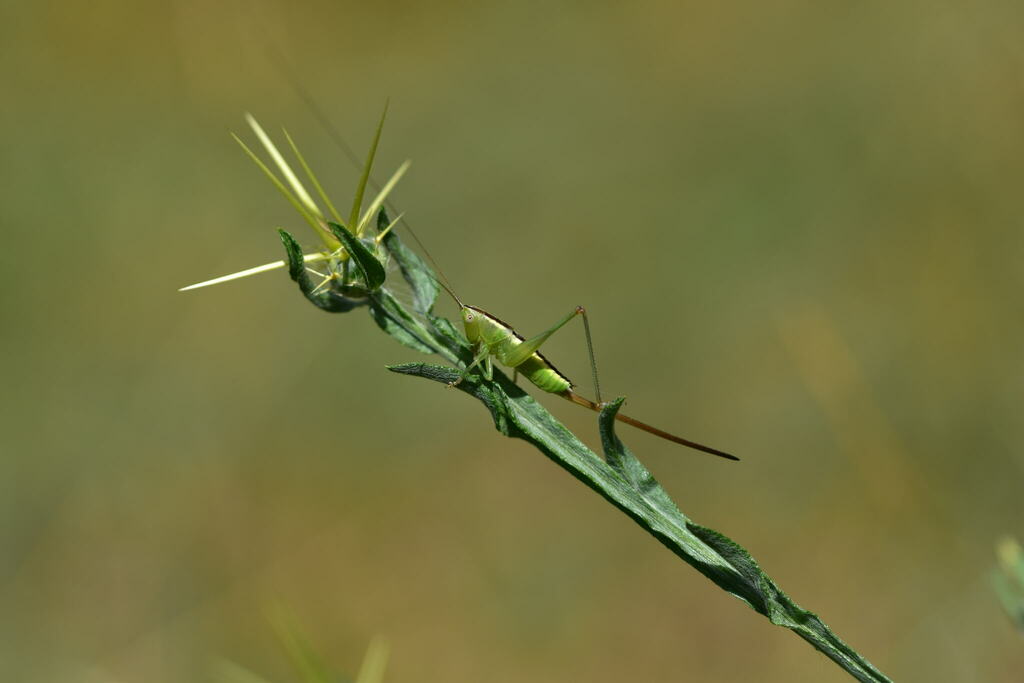 Conocephalus kisi