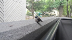 Psaltriparus minimus