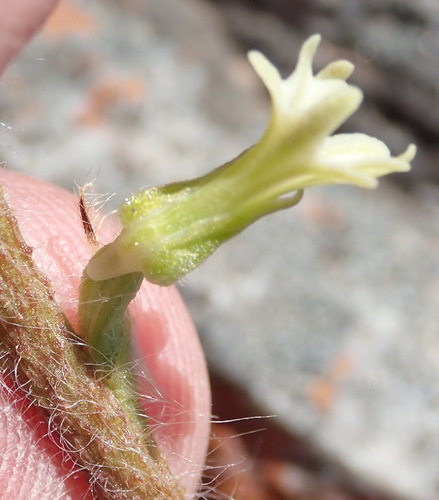 Image of Holothrix pilosa by (c) Nicola van Berkel, some rights reserved (CC BY-SA)