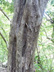Guettarda macrosperma
