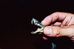 Bothrops bilineatus smaragdinus