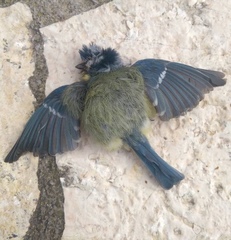 Cyanistes caeruleus calamensis