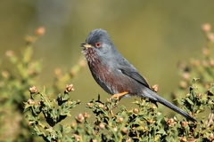 Dartford Warbler photo 4