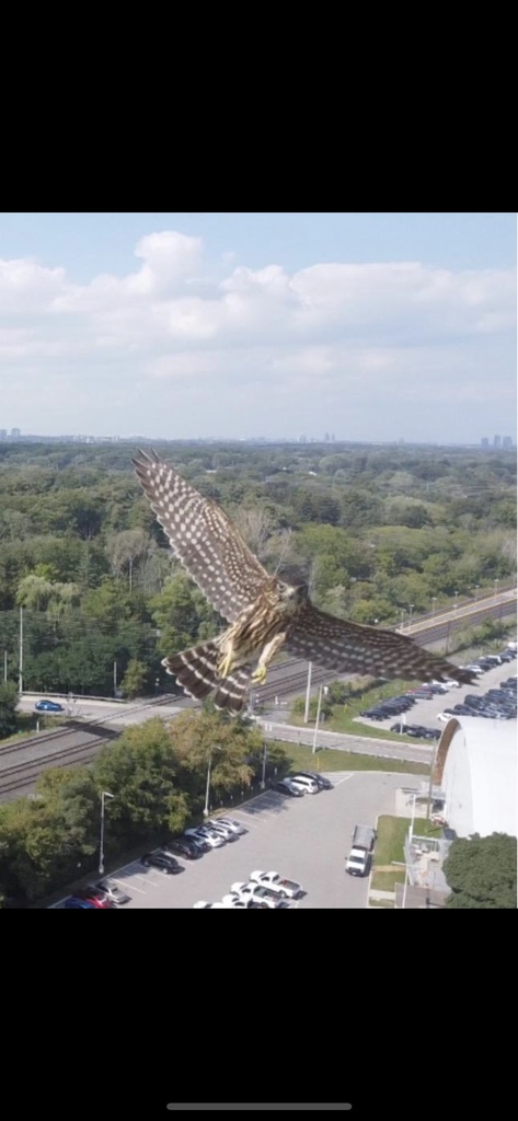 Merlin from Alberta Ave, Toronto, ON, CA on September 6, 2023 at 10:16 ...