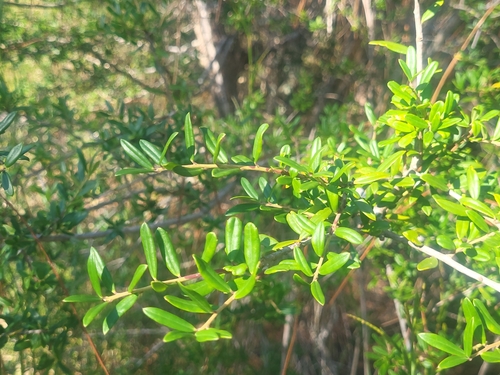 Image of Ilex myrtifolia by (c) Brandon McCracken, some rights reserved (CC BY)