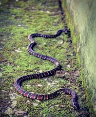 Ornate Coralsnake photo 3