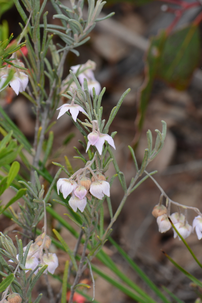 Guichenotia ledifolia