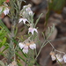 Guichenotia ledifolia - Photo (c) Michael Keogh,  זכויות יוצרים חלקיות (CC BY-NC-SA), הועלה על ידי Michael Keogh