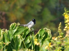 Schistochlamys melanopis