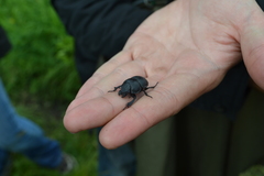Lethrus apterus
