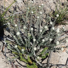 Phylica propinqua