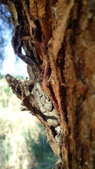 Sceloporus grammicus
