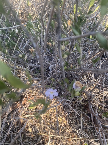 Petalidium oblongifolium, photograph 5