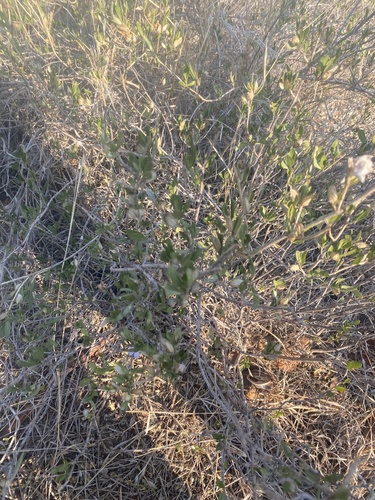 Petalidium oblongifolium, photograph 6